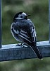 Tiere (1) - (c) Liz Lammers.jpg